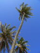 cocotiers03 cocotiers03
