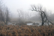 march fog