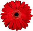 red flower