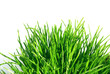 natural green grass