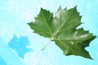 feuille en été