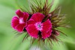 fleurs pourpres
