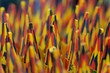armée de crayons 2