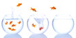 Foto: goldfish splash goldfish splash