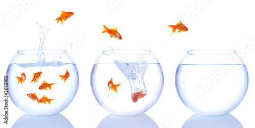 Photo: goldfish splash goldfish splash