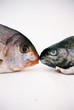 fishes