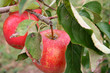 red apple