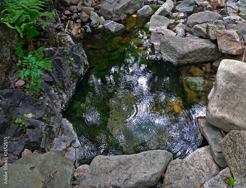 source in forest 2