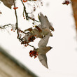 waxwings