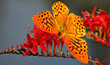 it's butterfly