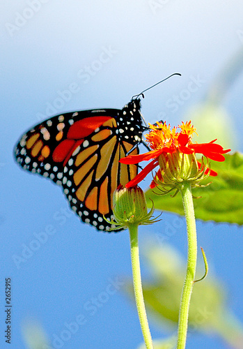 monarch butterfly