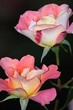 double pink rose
