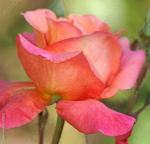 Photo: peach-red rose peach-red rose