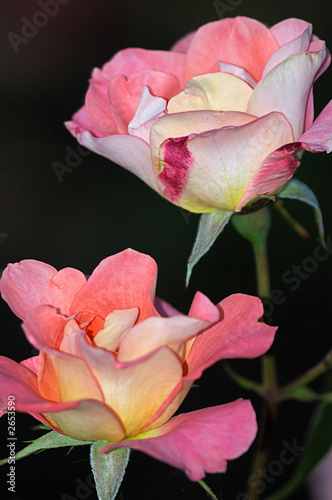 Photo: double pink rose double pink rose