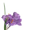 crocus au printemps