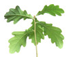 young oak