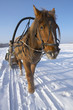 iarnă în Siberia