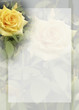 yellow rose background