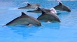school of dolphins