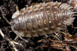 closeup of pill bug