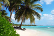 tropical island beach with palm trees