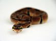 head on perspective of snake slithering head on perspective of snake slithering