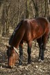 horse horse