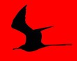 vol d'oiseau vol d'oiseau