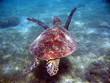 tortue marine à mayotte