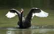 swan spreading wings