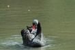 black swan in a lake