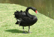 black swan on the grass