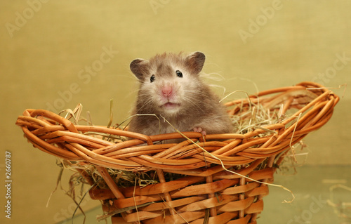 Photo: hamster hamster
