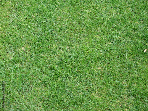 golf course grass. golf course grass
