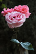 three beautiful pink roses
