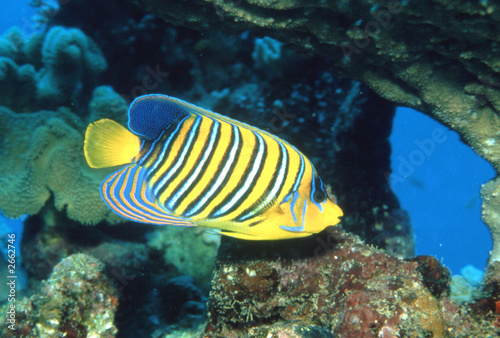 Photo: pfauen-kaiserfisch pfauen-kaiserfisch