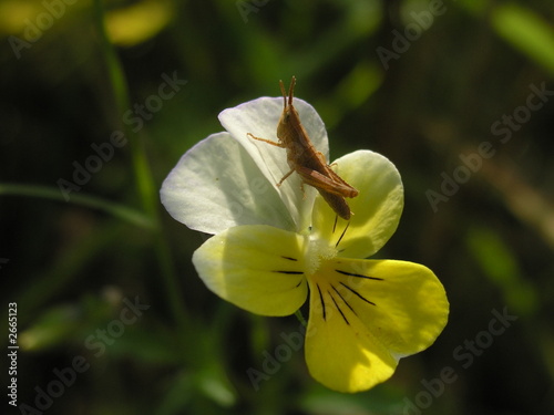 Photo: young grasshopper young grasshopper