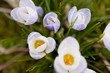 Foto: crocus' spring up crocus' spring up