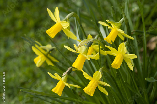Foto: bunch of daffodils bunch of daffodils