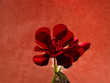 fiore rosso su fondo rosso