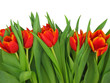 spring flowers.