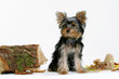 chien yorkshire