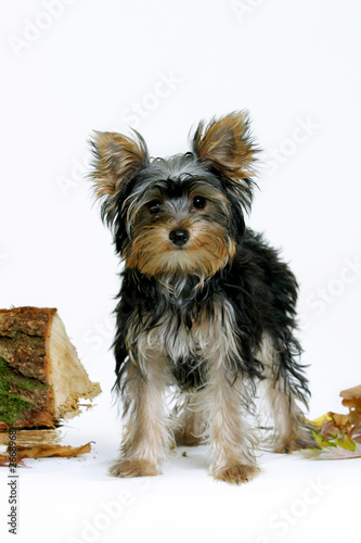 Photo: chien yorkshire chien yorkshire
