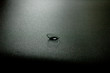 lentille