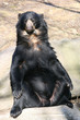 black bear