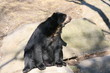 black bear