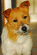 terrier dog