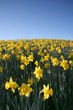 daffodil 1