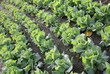 spring greens spring greens