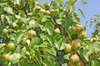 pear tree